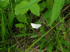 Scopula quadrilineata