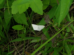 Scopula quadrilineata