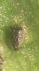 Puccinia anisacanthi