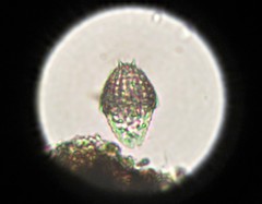 Colepidae