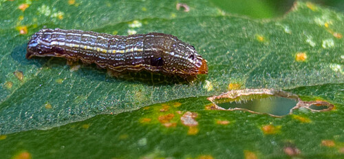 Spodoptera ornithogalli photographed on goldenrod