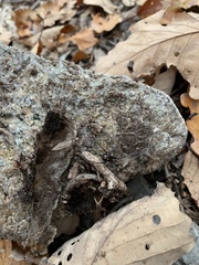 Latrodectus variolus