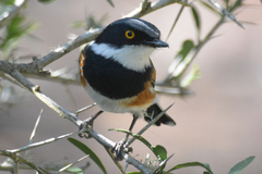 Batis capensis