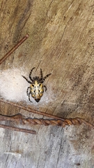 Alpaida alticeps