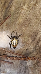 Alpaida alticeps