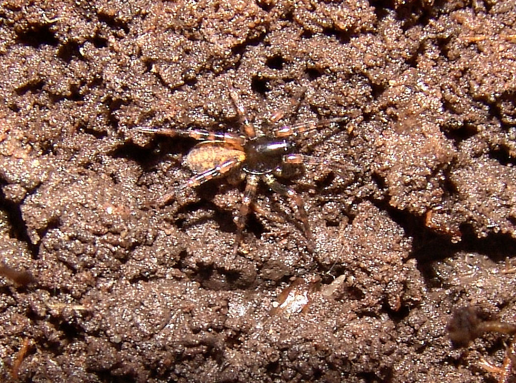 Allocosa sublata