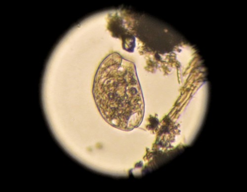Genus Climacostomum · iNaturalist