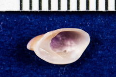 Crepidula norrisiarum