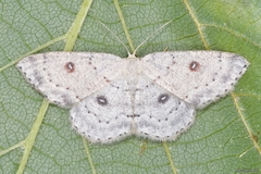 Cyclophora albipunctata