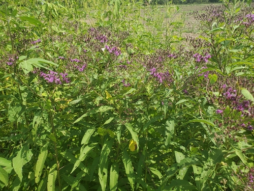 Tall Ironweed