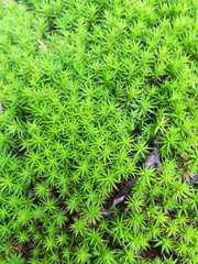 Pottiaceae