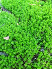 Pottiaceae