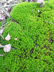 Pottiaceae