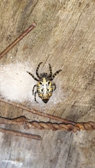 Alpaida alticeps