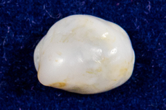 Crepipatella lingulata