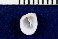 Crepipatella lingulata