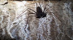 Acanthophrynus coronatus