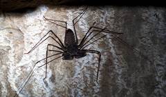 Acanthophrynus coronatus