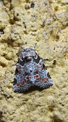 Lithacodia mella