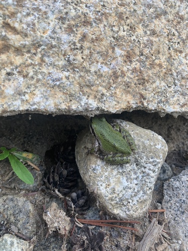 Pacific Tree Frog