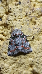 Lithacodia mella