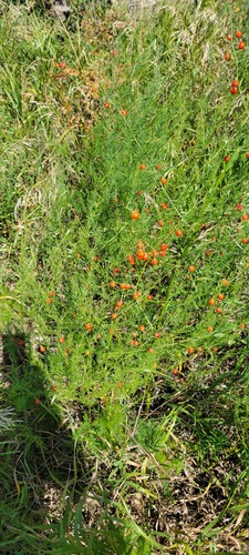 wild asparagus