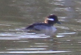 Bufflehead photographed in Alabama