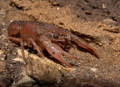 Procambarus viaeviridis