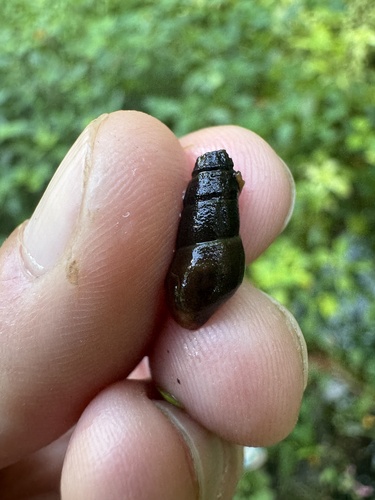 Goniobasis spillmanii, 2025-09-09
