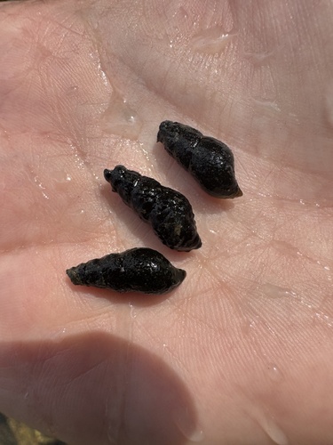 Goniobasis spillmanii, 2025-09-09