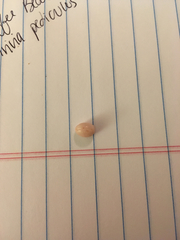 Niveria quadripunctata