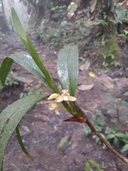 Maxillaria pardalina