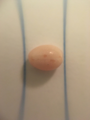 Niveria quadripunctata