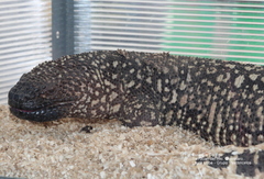 Heloderma charlesbogerti