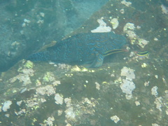 Cirrhitus rivulatus