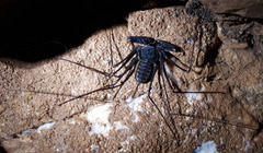 Acanthophrynus coronatus