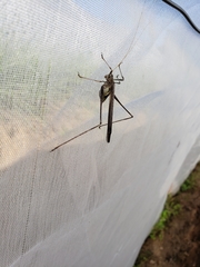 Insara phthisica