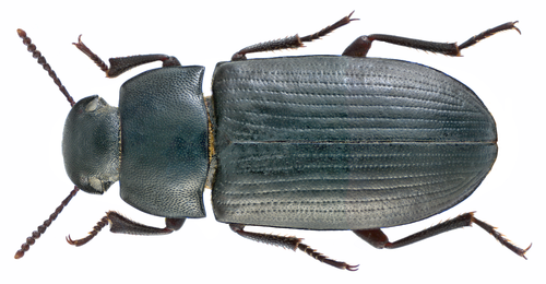 Darkling beetle