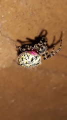 Alpaida alticeps