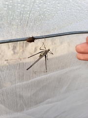 Insara phthisica