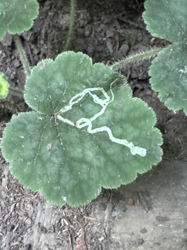 Unknown species found near Carkeek Park, Seattle, WA, US