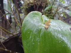 Pleurothallis cordata