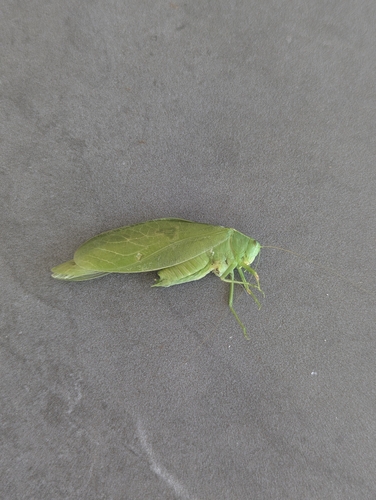 Microcentrum incarnatum