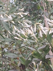 Baccharis halimifolia image