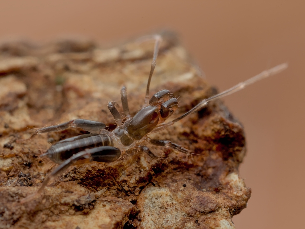 Surazomus brasiliensis