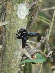Xylocopa