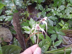 Maxillaria ecuadorensis