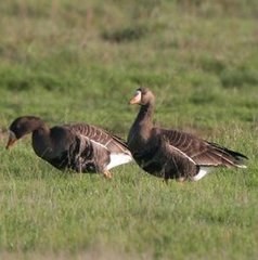 Anser albifrons flavirostris