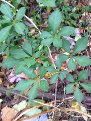 Eleutherococcus sieboldianus