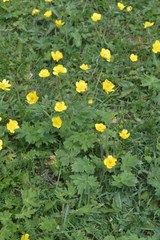 Ranunculus breyninus